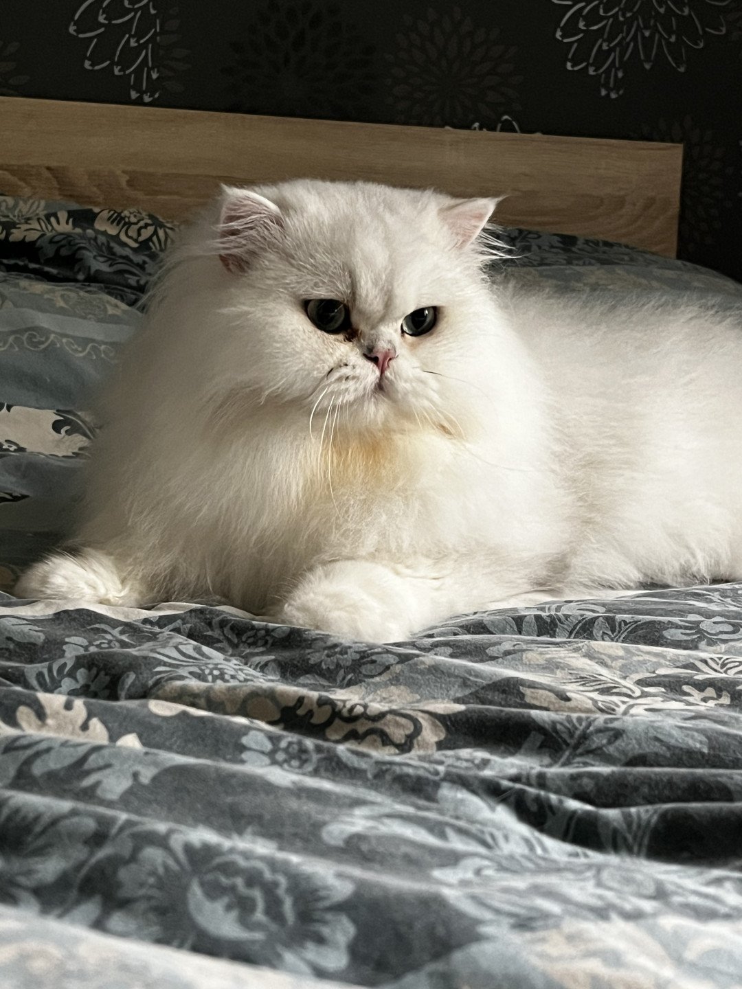 chat British Longhair black silver shaded CH Umi Chatterie de L'etoile de la Grâce