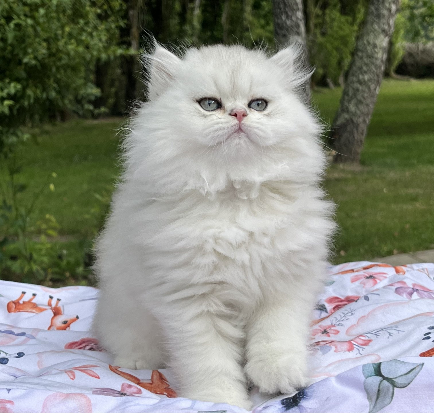 chaton British Shorthair black silver shaded Chatterie de L'etoile de la Grâce