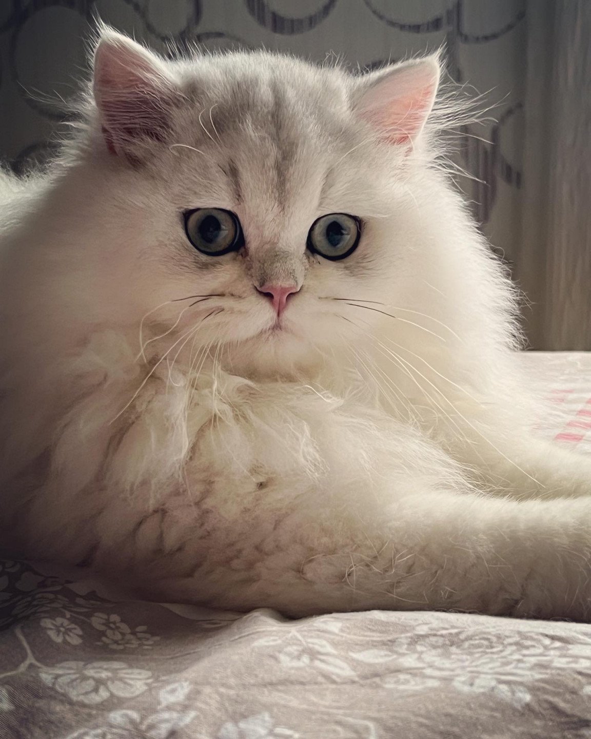 chat British Longhair black silver shaded Umi Chatterie de L'etoile de la Grâce