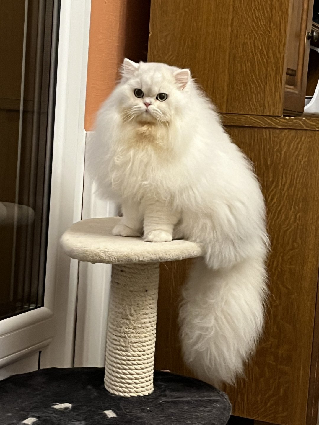 chat British Longhair black silver shaded Umi Chatterie de L'etoile de la Grâce