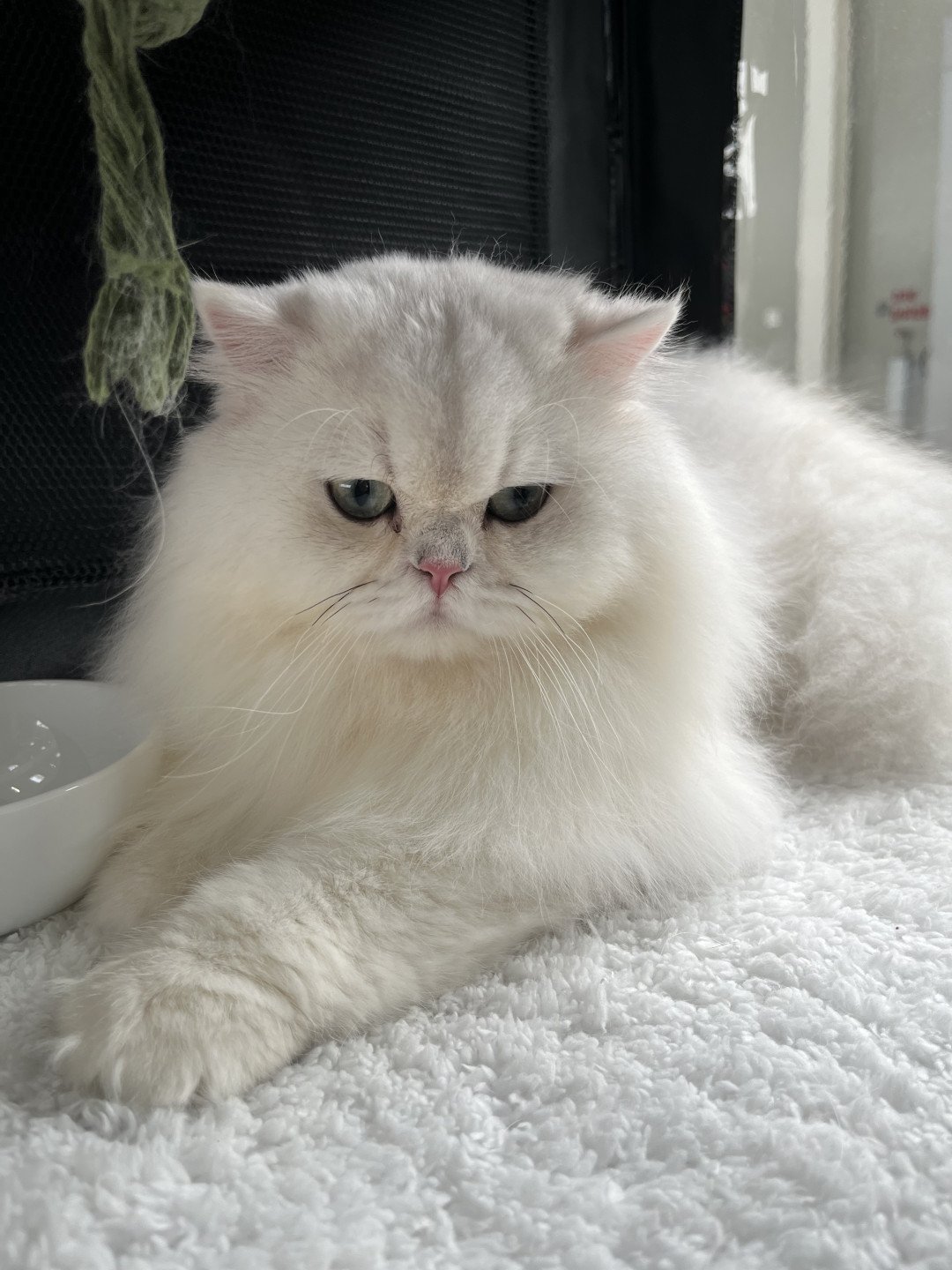 chat British Longhair black silver shaded Umi Chatterie de L'etoile de la Grâce
