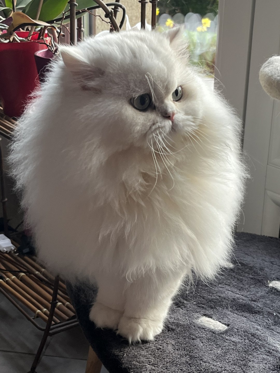 chat British Longhair black silver shaded CH Umi Chatterie de L'etoile de la Grâce