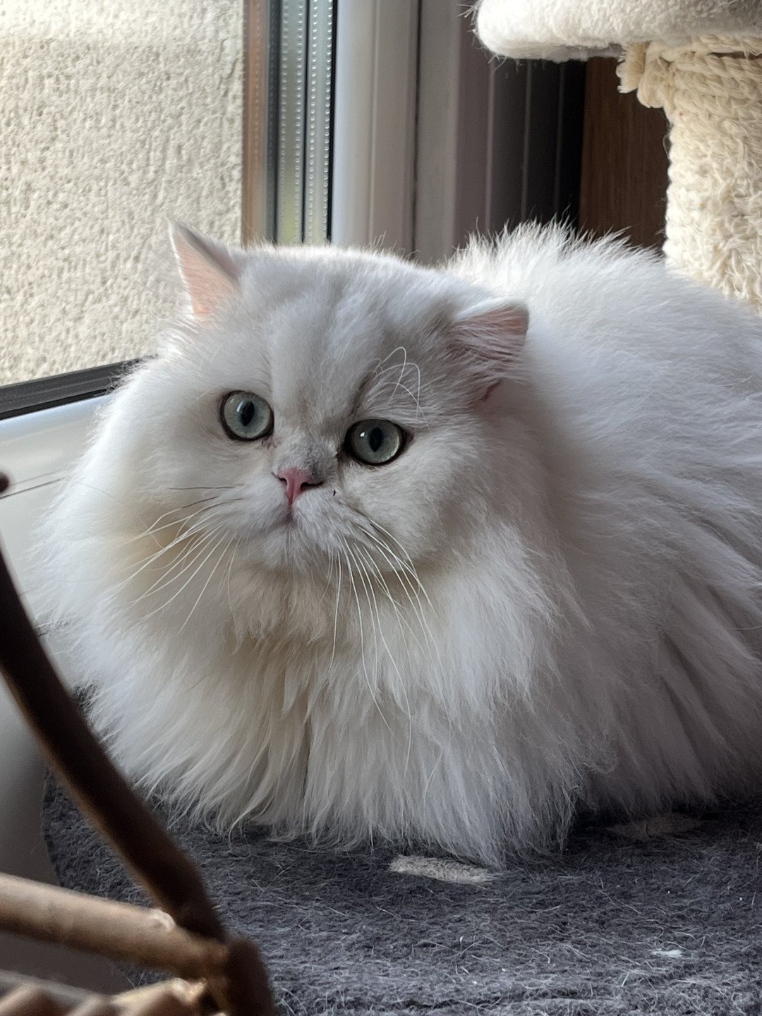 chat British Longhair black silver shaded CH Umi Chatterie de L'etoile de la Grâce