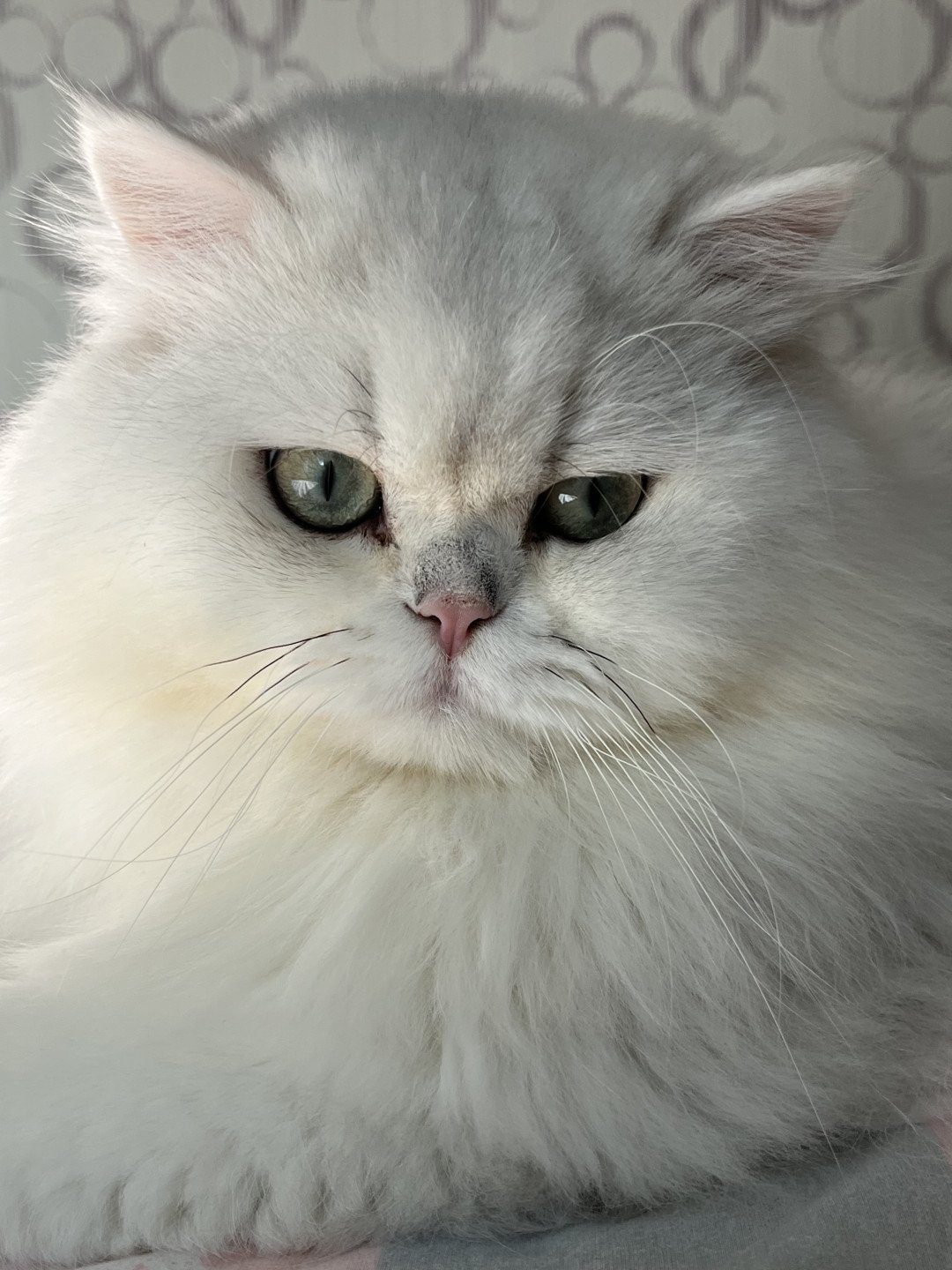 chat British Longhair CH Umi Chatterie de L'etoile de la Grâce