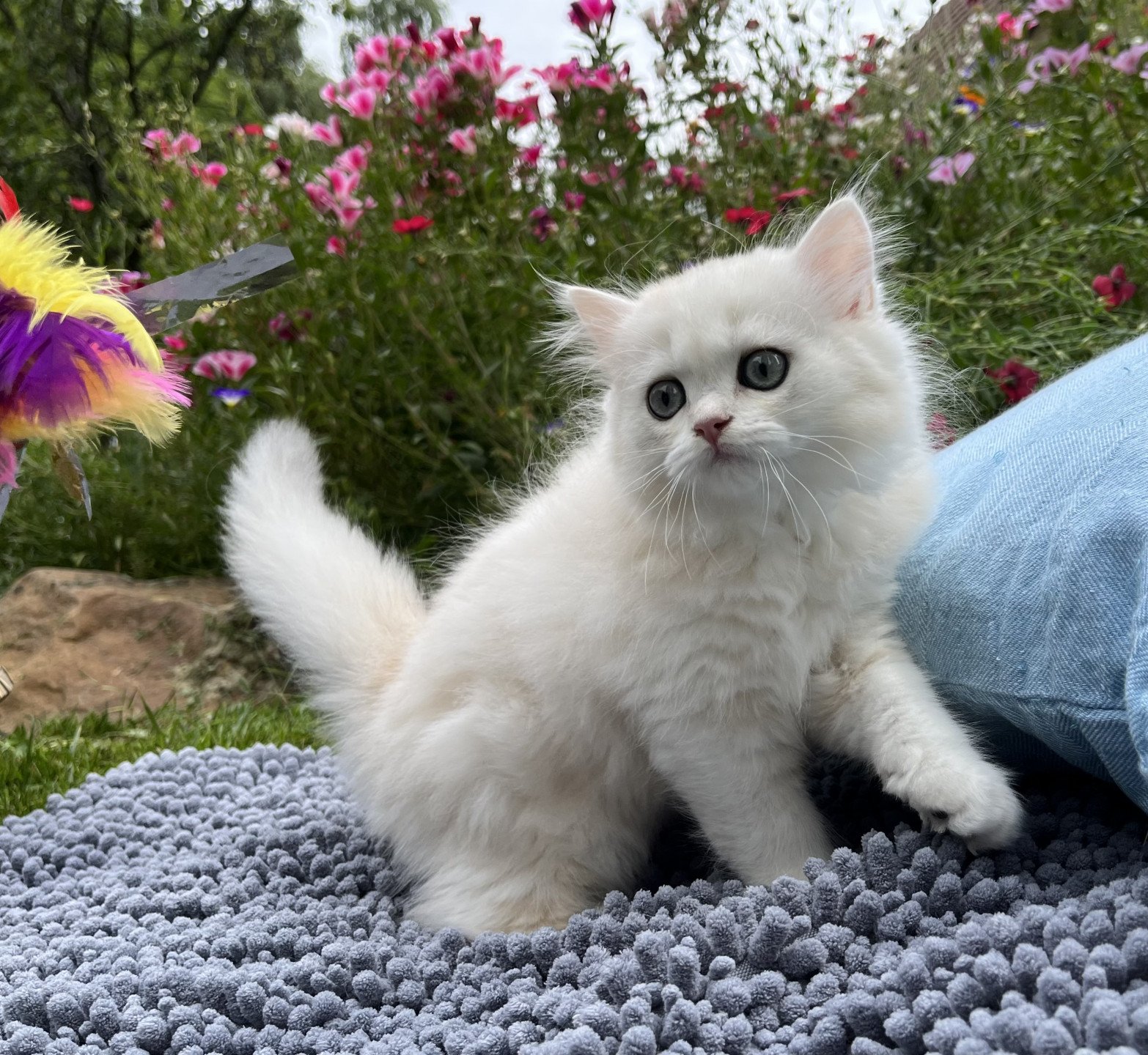 chaton British Longhair black sunshine golden shell Uri Chatterie de L'etoile de la Grâce