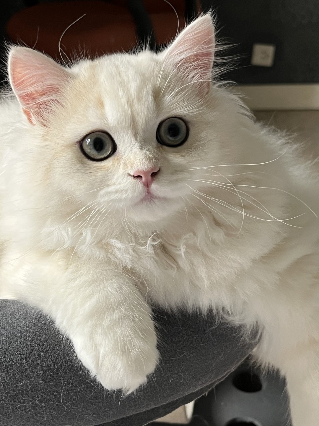 chaton British Longhair black sunshine golden shell Uri Chatterie de L'etoile de la Grâce
