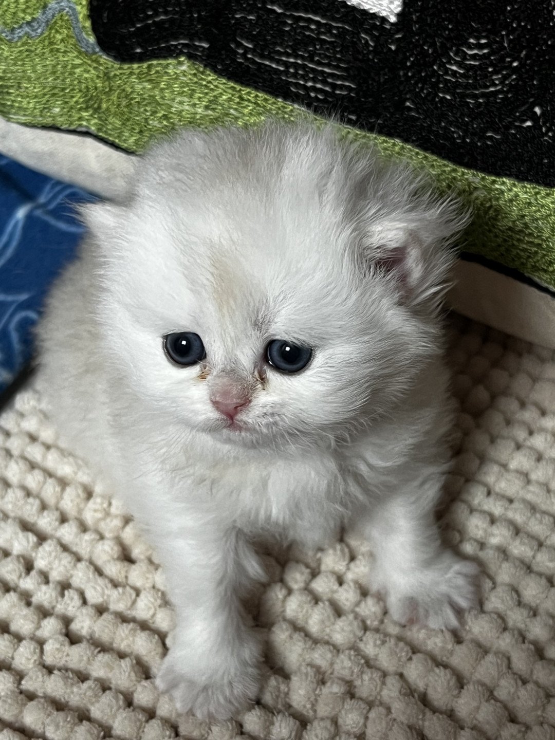 chaton British Longhair black silver shell Aimée Chatterie de L'etoile de la Grâce