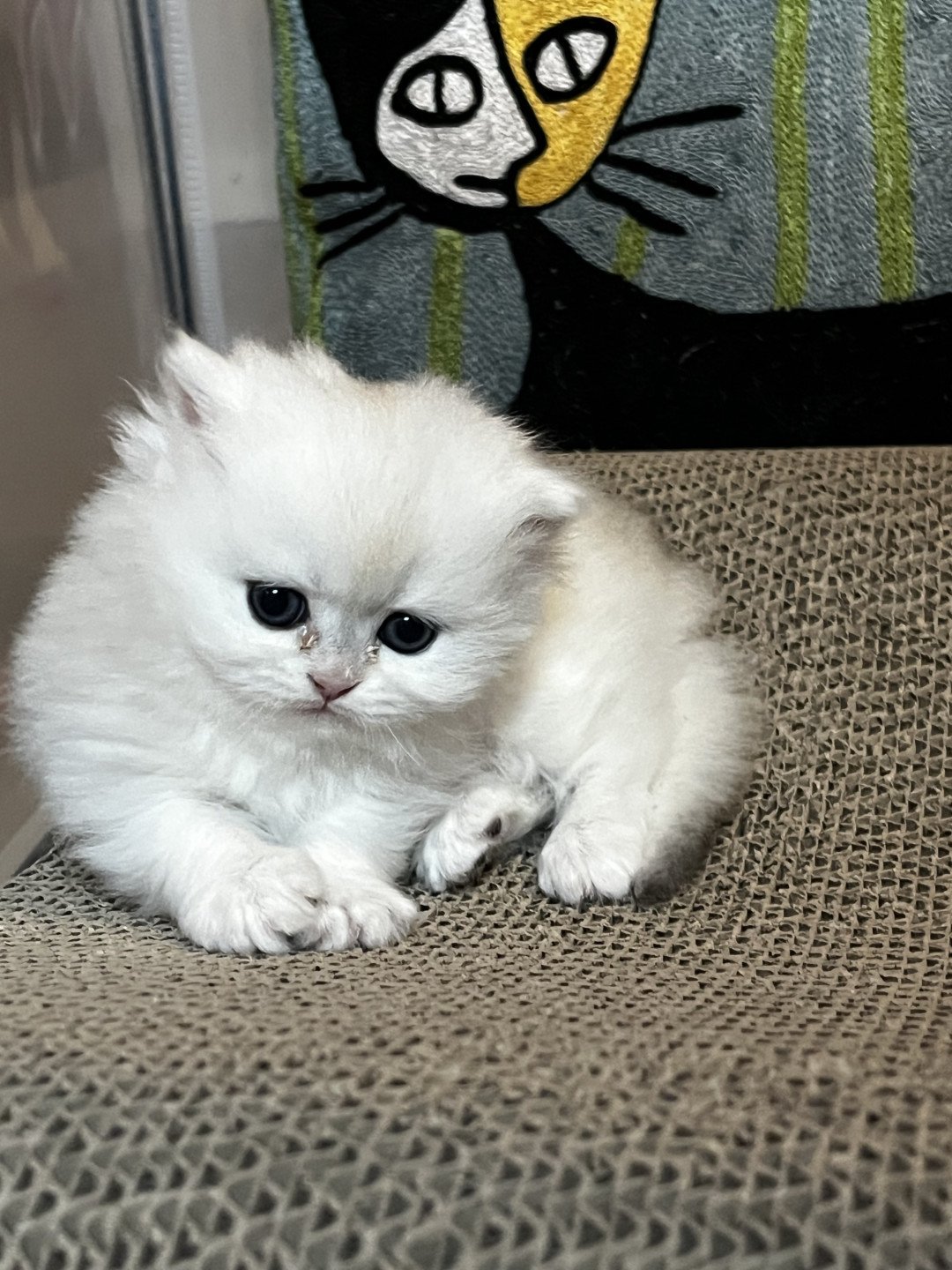 chaton British Longhair black silver shell Aimée Chatterie de L'etoile de la Grâce