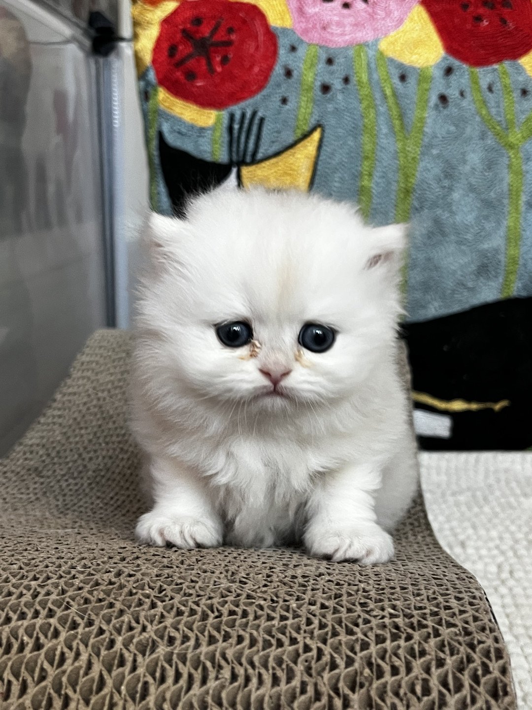 chaton British Longhair black silver shell Aimée Chatterie de L'etoile de la Grâce
