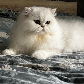 chat British Longhair black silver shaded CH Umi Chatterie de L'etoile de la Grâce chat British Longhair black silver shaded CH Umi Chatterie de L'etoile de la Grâce