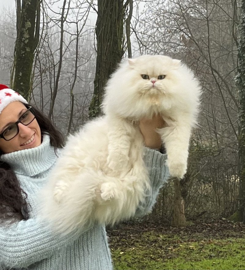 Umi Mâle British Longhair