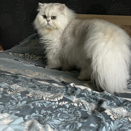 chat British Longhair black silver shaded Umi Chatterie de L'etoile de la Grâce