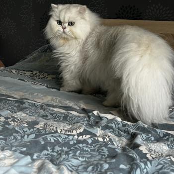 chat British Longhair black silver shaded Umi Chatterie de L'etoile de la Grâce