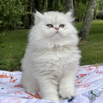 chaton British Shorthair black silver shaded Chatterie de L'etoile de la Grâce chaton British Shorthair black silver shaded Chatterie de L'etoile de la Grâce