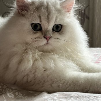 chaton British Longhair black silver shaded Umi Chatterie de L'etoile de la Grâce chaton British Longhair black silver shaded Umi Chatterie de L'etoile de la Grâce