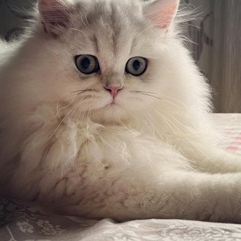 chat British Longhair black silver shaded Umi Chatterie de L'etoile de la Grâce chat British Longhair black silver shaded Umi Chatterie de L'etoile de la Grâce