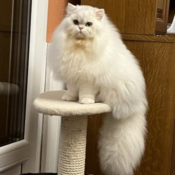 chat British Longhair black silver shaded Umi Chatterie de L'etoile de la Grâce chat British Longhair black silver shaded Umi Chatterie de L'etoile de la Grâce