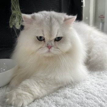 chat British Longhair black silver shaded Umi Chatterie de L'etoile de la Grâce chat British Longhair black silver shaded Umi Chatterie de L'etoile de la Grâce