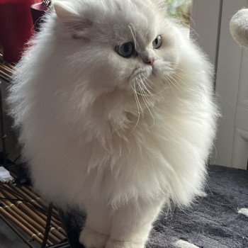 chat British Longhair black silver shaded CH Umi Chatterie de L'etoile de la Grâce chat British Longhair black silver shaded CH Umi Chatterie de L'etoile de la Grâce