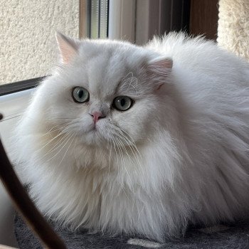 chat British Longhair black silver shaded CH Umi Chatterie de L'etoile de la Grâce chat British Longhair black silver shaded CH Umi Chatterie de L'etoile de la Grâce
