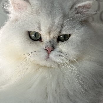 chat British Longhair CH Umi Chatterie de L'etoile de la Grâce chat British Longhair CH Umi Chatterie de L'etoile de la Grâce