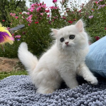 chaton British Longhair black sunshine golden shell Uri Chatterie de L'etoile de la Grâce chaton British Longhair black sunshine golden shell Uri Chatterie de L'etoile de la Grâce