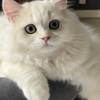 chaton British Longhair black sunshine golden shell Uri Chatterie de L'etoile de la Grâce chaton British Longhair black sunshine golden shell Uri Chatterie de L'etoile de la Grâce
