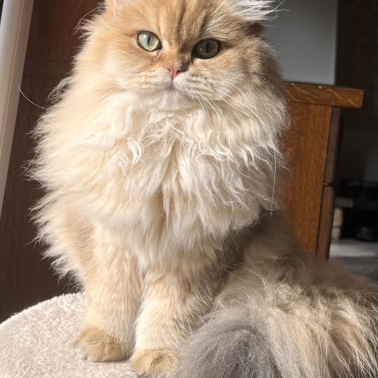 chaton British Longhair black golden shaded Chatterie de L'etoile de la Grâce