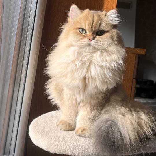 Barbie Femelle British Longhair