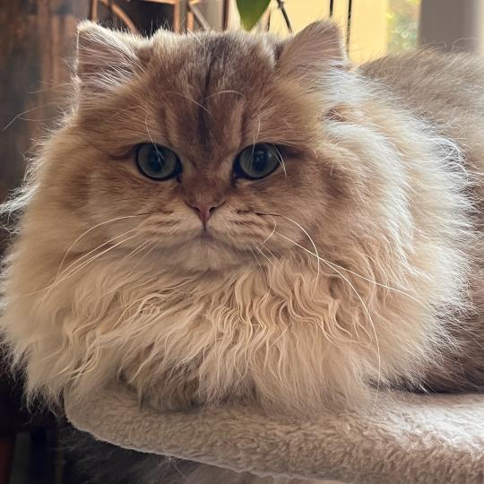 Barbie Femelle British Longhair