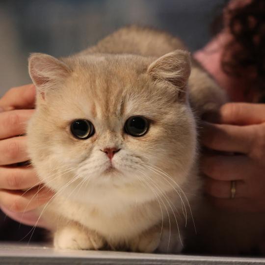 Persey Mâle British Shorthair