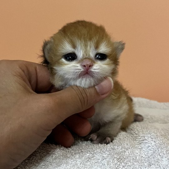 Abricot Mâle British Longhair
