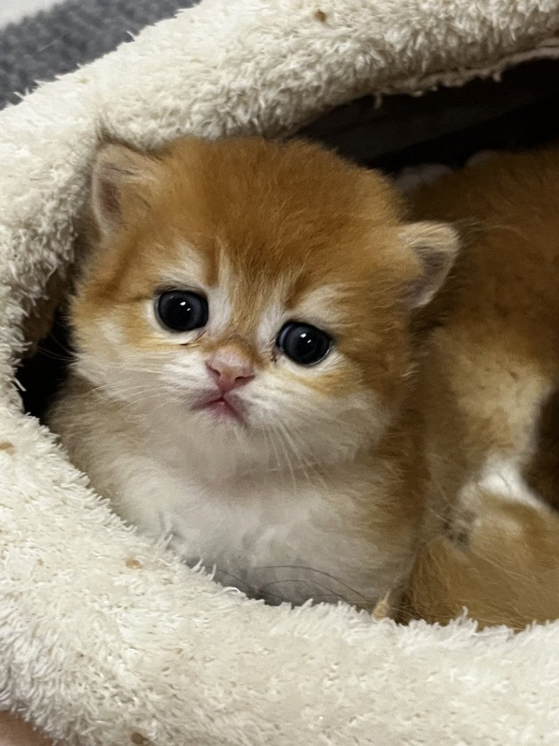 Abricot Mâle British Longhair