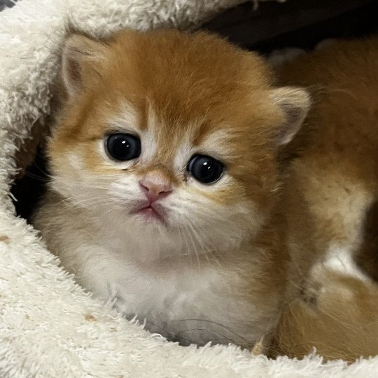 Abricot Mâle British Longhair