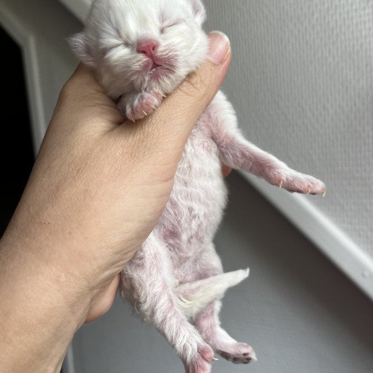 A.. Mâle British Longhair