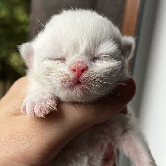 A.. Mâle British Longhair