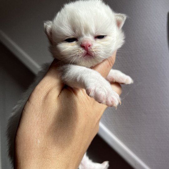 chaton British Longhair point A.. Chatterie de L'etoile de la Grâce