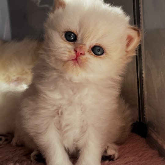 Axel Mâle British Longhair