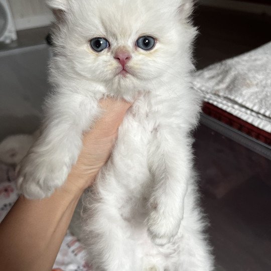 chaton British Longhair seal golden shaded point Axel Chatterie de L'etoile de la Grâce