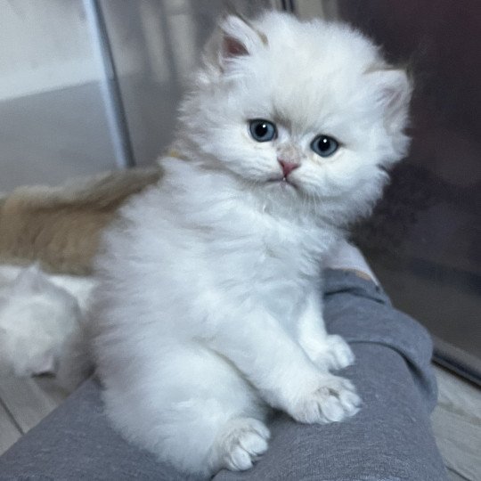 Axel Mâle British Longhair