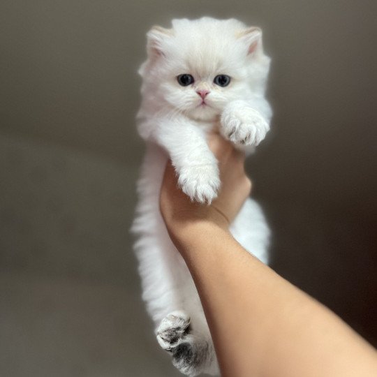 chaton British Longhair seal golden shaded point Axel Chatterie de L'etoile de la Grâce