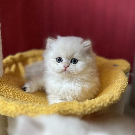 chaton British Longhair seal golden shaded point Axel Chatterie de L'etoile de la Grâce