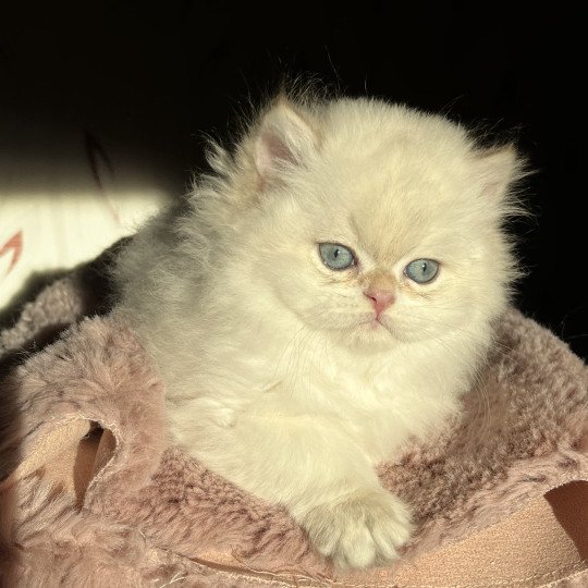 chaton British Longhair seal golden shaded point Axel Chatterie de L'etoile de la Grâce