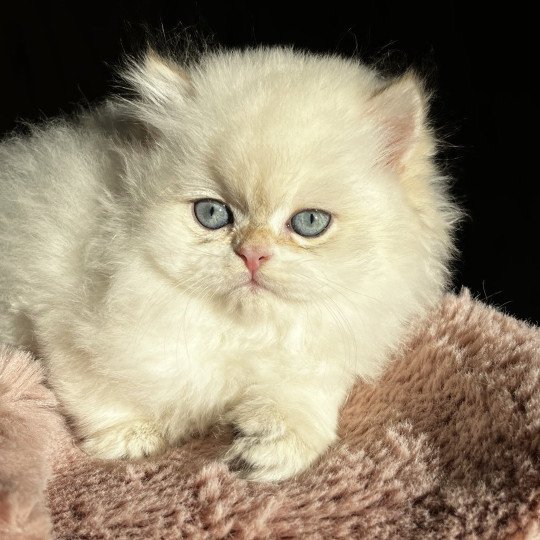 Axel Mâle British Longhair
