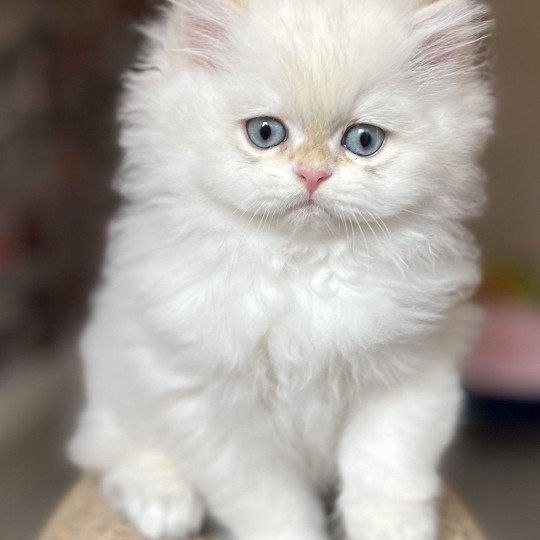chaton British Longhair seal golden shaded point Axel Chatterie de L'etoile de la Grâce
