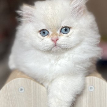 chaton British Longhair seal golden shaded point Axel Chatterie de L'etoile de la Grâce