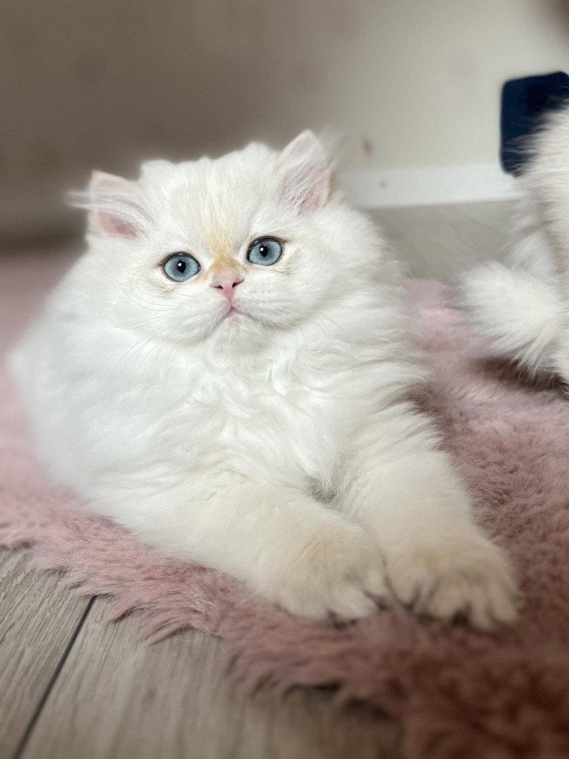 Axel Mâle British Longhair