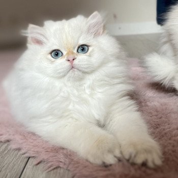 chaton British Longhair seal golden shaded point Axel Chatterie de L'etoile de la Grâce