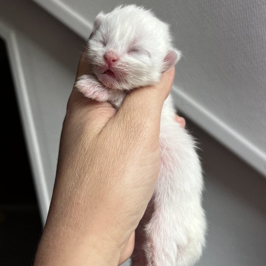 chaton British Longhair point A…. Chatterie de L'etoile de la Grâce