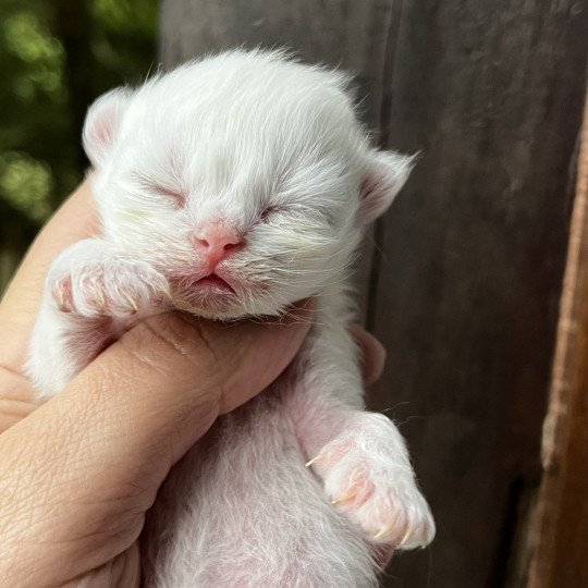 A…. Mâle British Longhair